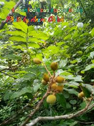 Image result for Lecaniodiscus