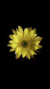 Pin By Pimentelmauricio On Phone Wallpaper Black Flowers Wallpaper Black Background Wallpaper Flower Phone Wallpaper