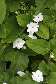 Image result for Jasminum schimperi