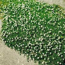 Full sun to part shade. Irish Moss Ground Cover Plants Seed