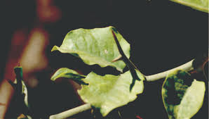 Image result for Balanites maughamii