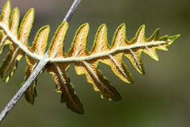 Image result for Aleuritopteris