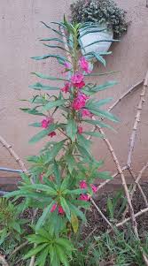 Image result for Parquetina calophylla