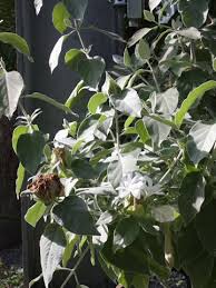 Image result for Barleria albostellata