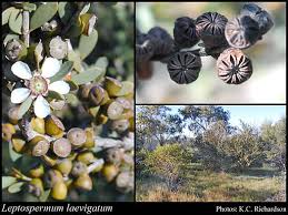 Image result for Leptospermum laevigatum