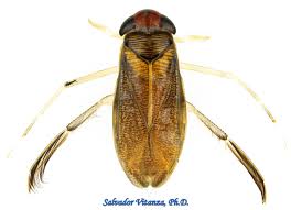 Image result for Tragia brevipes-benthamii-okanyu