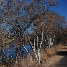 Image result for Heteropyxis natalensis