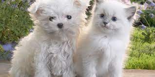صور قطط جميلة 2018 صور اجمل قطط في العالم cute puppies and kittens cute cats and dogs cute baby animals