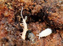 These natural remedies can get rid of pesky insects using fortunately, there are ways to rid your plants — indoor and outdoor — of aphids, mites and other garlic's strong smell not only repels vampires, it detracts bugs. How To Identify And Control House Plant Pests Our House Plants
