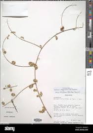 Image result for Helinus