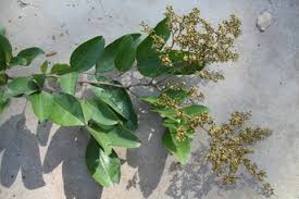 Image result for Embelia upembensis