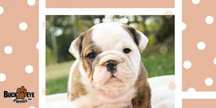 Find bulldog puppies for sale and dogs for adoption. Puppies For Sale Get Yours Today Buckeye Puppies