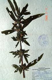 Image result for Hygrophila schulli