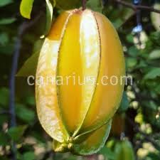 Image result for Averrhoa carambola