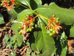 Image result for Rauvolfia mannii