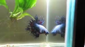 Frequent special offers and discounts up to 70% off for all products! Sold Blue Dragon Crowntail Betta Male Youtube