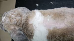 Image result for what do Cheyletiella look like in dog fur