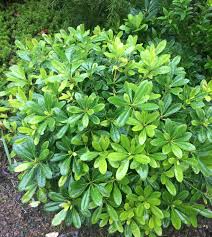 Image result for Pittosporum tobira