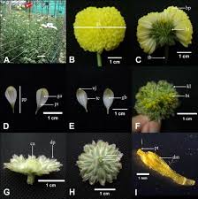 Brakte akan melindungi bunga pada waktu masih muda. Gambar 4 Habitus Dan Bagian Bagian Bunga C Morifolium Var Boris Download Scientific Diagram