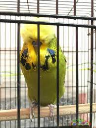 show jumbo muhabbet kusu muhabbet kuslari kus kusu