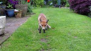 On apprivoise les bestes sauvages par parler à elles,… … thresor de la langue françoyse. Il Reussi A Apprivoiser Un Renard Sauvage Adorable Video Dailymotion