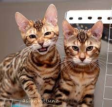 We breed exotic purebred bengal kittens for sale of exceptionally rare beauty & extreme intelligence. Is Bengal Cat Right For You Asiankittunz