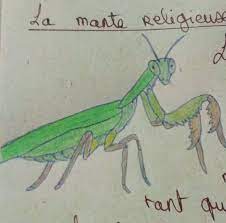 dessin mante religieuse coloriage lol glamstronaut