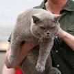 Silvertales Cattery - British Shorthair, Kittens for Sale