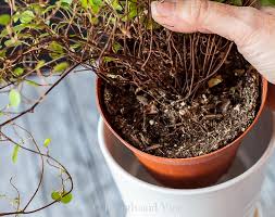 Angel vine (muehlenbeckia complexa) is a resilient new zealand native that thrives in average household conditions. Angel Vine Plant Muehlenbeckia Complexa Lovely Houseplant Decor