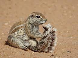 Cape Ground Squirrel Xerus Inauris Grooming Kgalagadi Transfrontier Park South Africa Photographic Print James Hager Allposters Com Squirrel Ground Squirrel African Animals