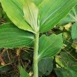 Image result for Aneilema aequinoctiale