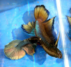 The wonderful thing about betta fish, is that you can create many different types and colors of betta, simply by cross breeding two different characteristics. 7 Ikan Cupang Terbesar Didunia Aneh Unik Betta Fish The World S Largest Betta Splendens Aceh Betta Fish Betta Fish
