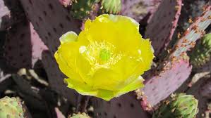 The cholla cactus can reach heights of 3 meters with branching cylindrical segments covered with spines. Cholla And Prickly Pear Cacti Are Blooming Bodaciously Local News Tucson Com