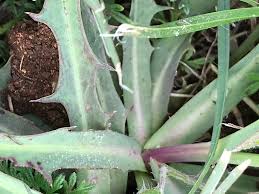 Image result for Sonchus dregeanus