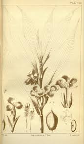 Image result for Coleotrype natalensis