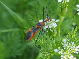 There are thousands of species also called kissing bugs, they bite humans and animals, typically at night. The Dangers Of Assassin Bugs And Ways To Deter Them