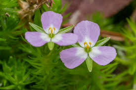 Image result for Mayacaceae