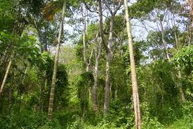Potensi Sumber Daya Hutan di Indonesia