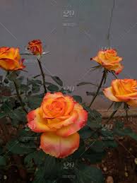 We help them with personal hygiene, monitor medication, meals and be a. Bunch Of Mixed Orange Yellow Petal Rose Flower Blossoms In Our Home Garden Hassan Karnataka India Stock Photo Af885655 E987 471d Bb27 15536bf4dd1a