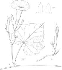 Image result for Ipomoea involucrata