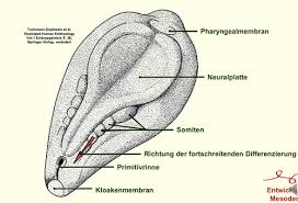 Inneres keimblatt bildet innere auskleidung von organen. Embryologie Flashcards Quizlet