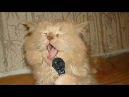 Funny Cats Viral Video Cats And Baby Are Best Freind Cats Try To Singing Https Www Youtube Com Watch V Xd7v Funny Cat Images Cute Cats And Kittens Cats