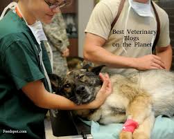 (2 days ago) jun 30. Top 60 Veterinary Blogs And Websites To Follow In 2021