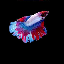 If you notice your betta fish laying on its side, observe the fish carefully. Pin On Beautiful Betta Fish Images