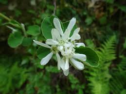 Image result for Amelanchier ovalis