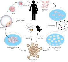Frontiers Successes And Hurdles In Stem Cells Application And Production For Brain Transplantation Neuroscience