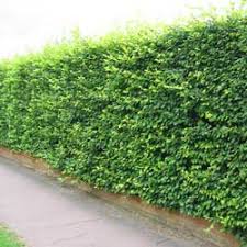 These tall hedges are customizable and available in all plant varieties. Which Hedge Hedging Plants Explained Evergreenhedging Com