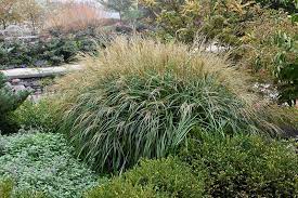 Adagio Maiden Grass Miscanthus Sinensis Adagio At Oakland Nurseries Inc Backyard Plants Perennial Grasses Plants