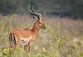 A full alphabetical list of popular animal names that begin with the letter a for toddlers and preschool kids. A List Of African Antelope Species With Awesome Facts And Photos Animal Sake