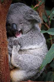 koala happy animals cute animals koala